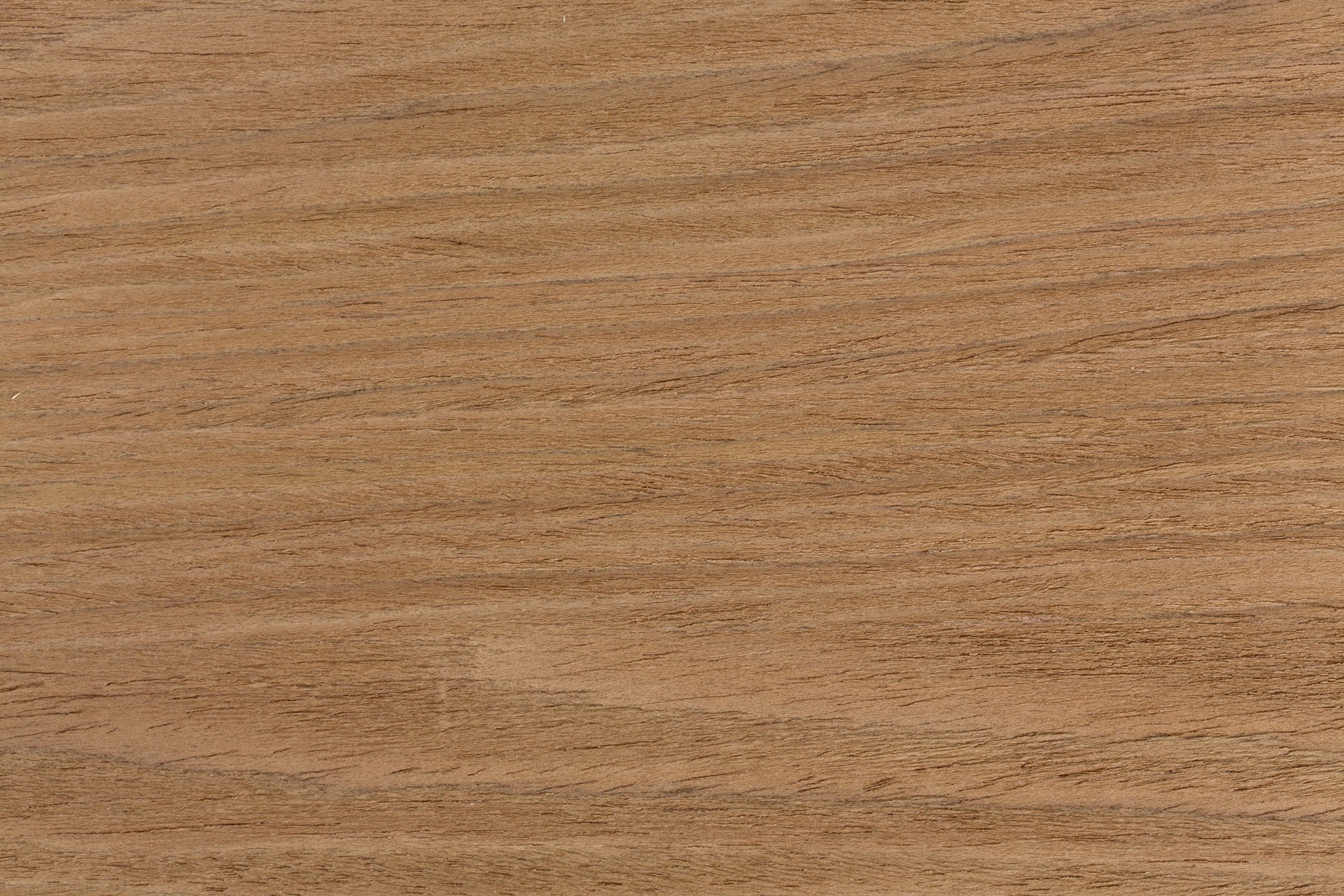 Oak texture on macro, natural background